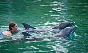 Take the 2 night cruise to swim with th dolphins in Freeport Bahamas