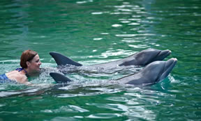 Ferry to Bahamas Company | 2 night cruise to swim with the dolphins 2 night cruise to swim with the dolphins