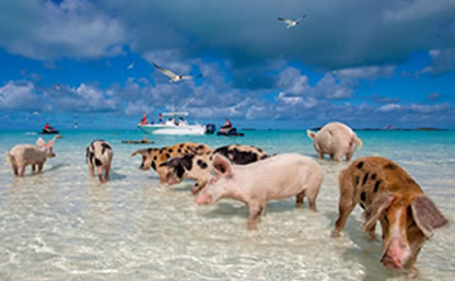Ferry to Bahamas swimming with the pigs