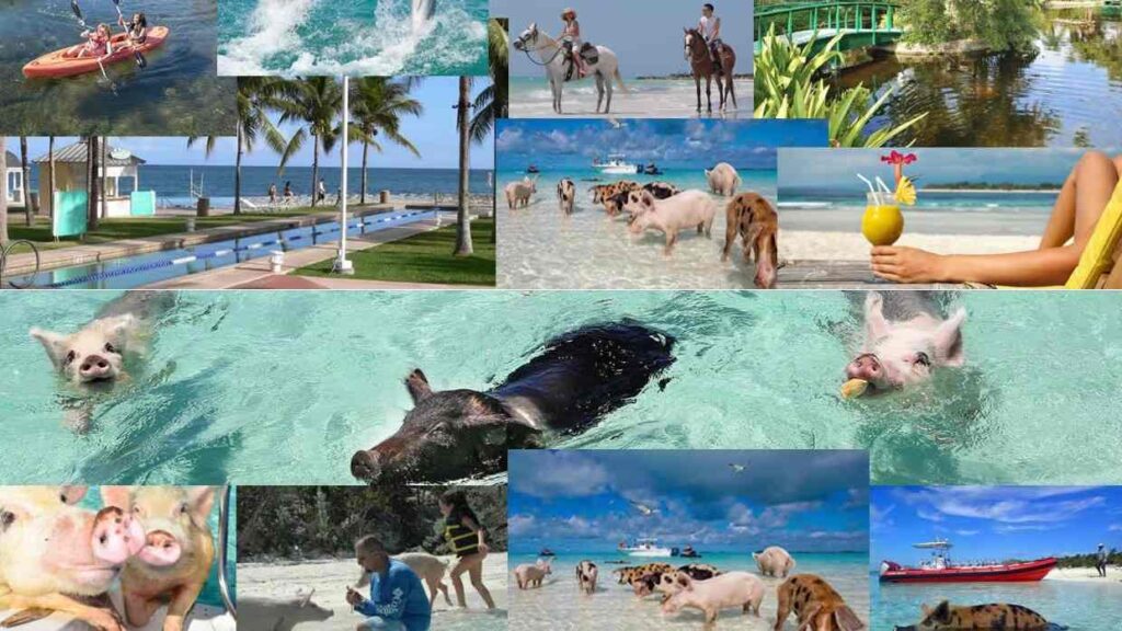Swim with the Pigs in Freeport Bahamas