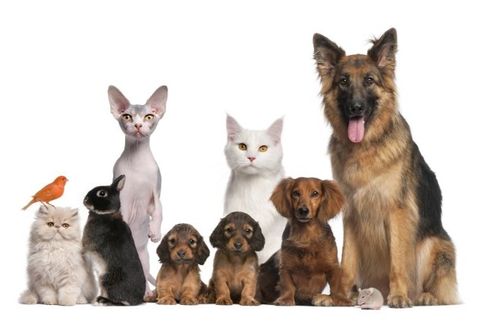 Fast Ferry Offers | Traveling with Pets Traveling with Pets to the Bahamas