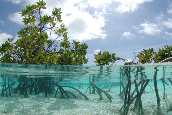 Fast Ferry Bahamas Fleet | bahamas fast ferry freeport nature walk Nature walk or snorkeling in the Bahamas