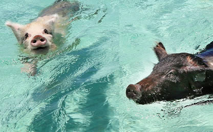 Cruise To Stay™ in Grand Bahama Island swim with the pigs